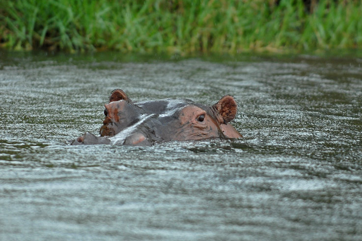 Nilpferd im Regen