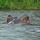 Nilpferd im Regen