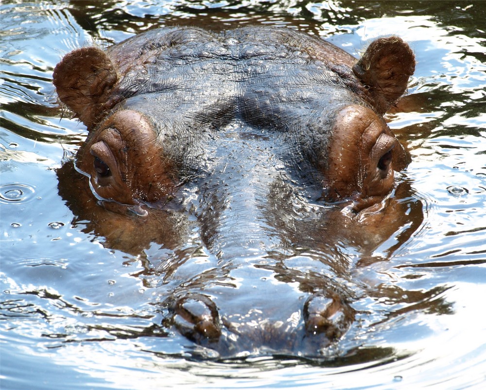 Nilpferd im Zoo Amneville