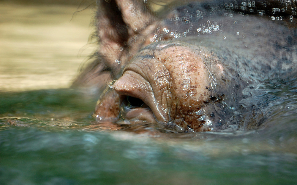 Nilpferd im Zoo Berlin