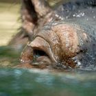 Nilpferd im Zoo Berlin