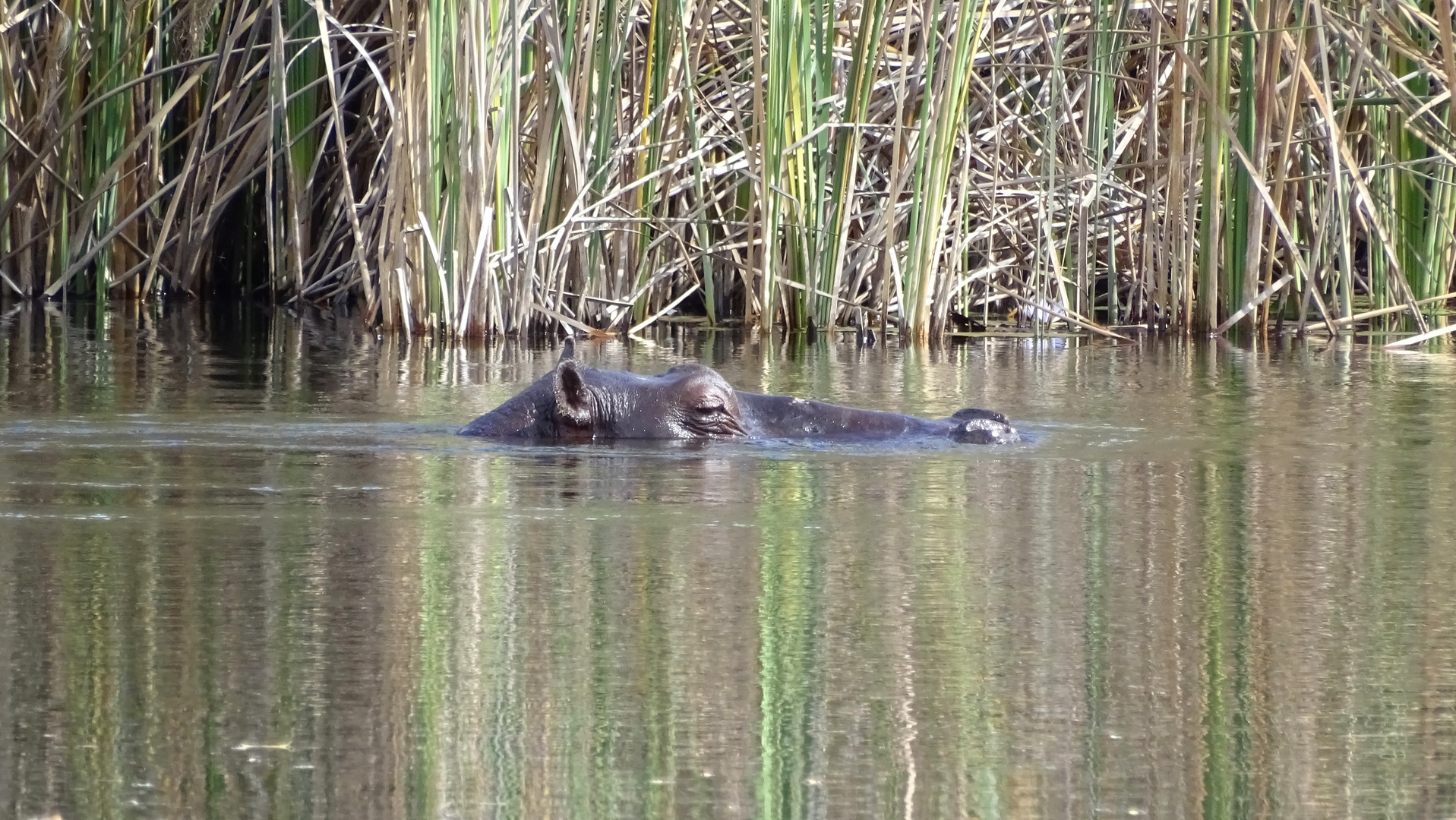 Nilpferd mit spiegelung