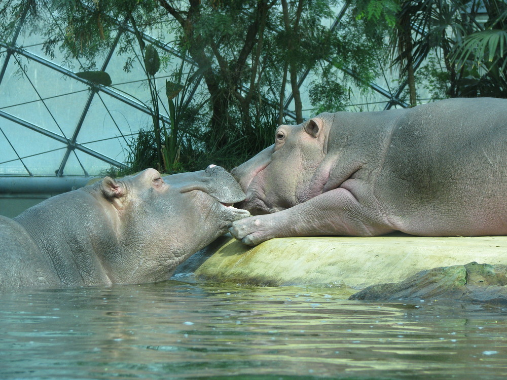 Nilpferd oder Flusspferd Liebe