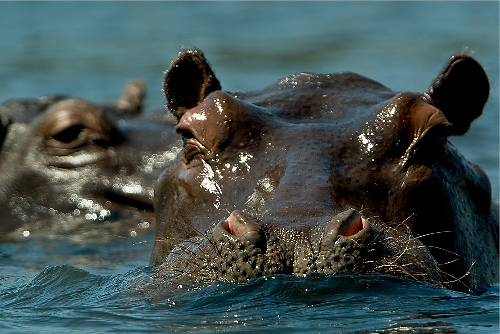 Nilpferd - Okavango