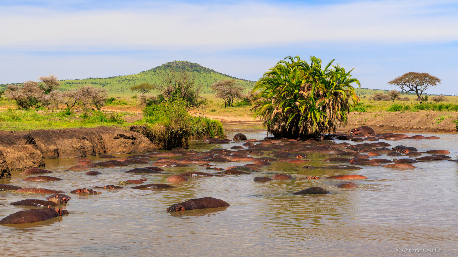 Nilpferdansammlung in der Serengeti