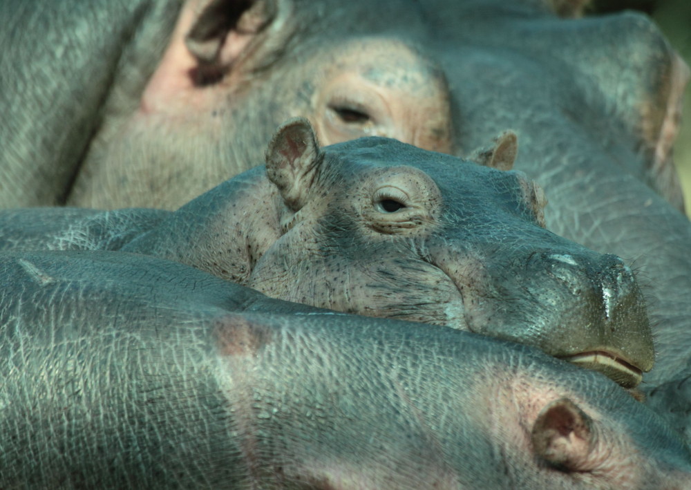 Nilpferdbaby Zoo Berlin