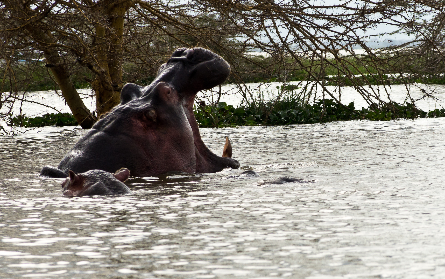 Nilpferdbulle im Lake Naivasha