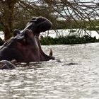 Nilpferdbulle im Lake Naivasha