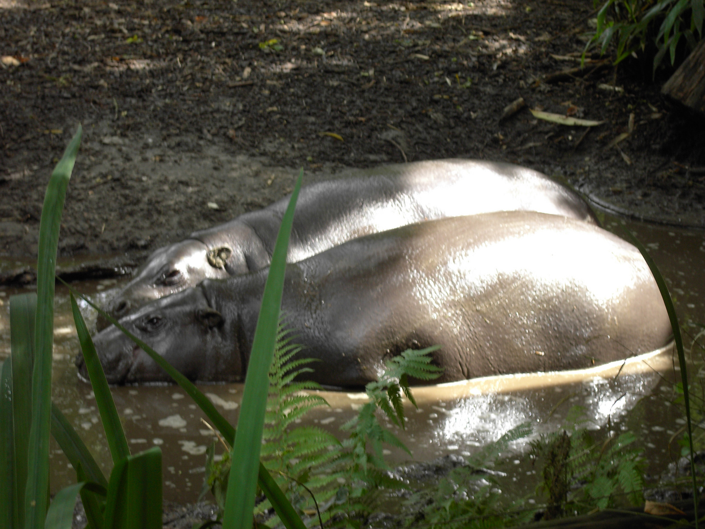 Nilpferde im Duisburger Zoo