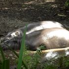 Nilpferde im Duisburger Zoo