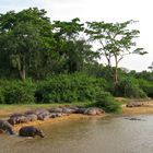 Nilpferde im Ishasha National Park 2