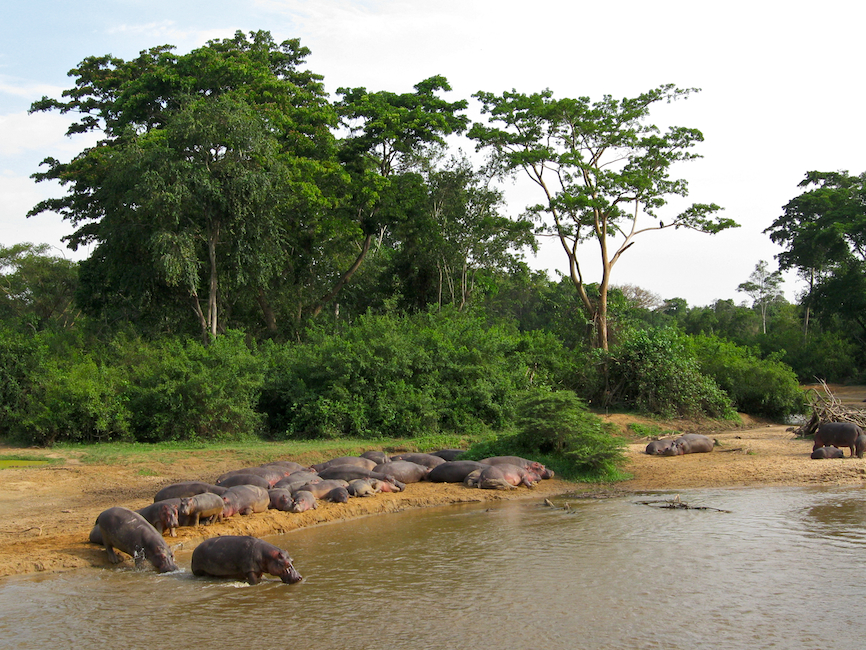 Nilpferde im Ishasha National Park 2