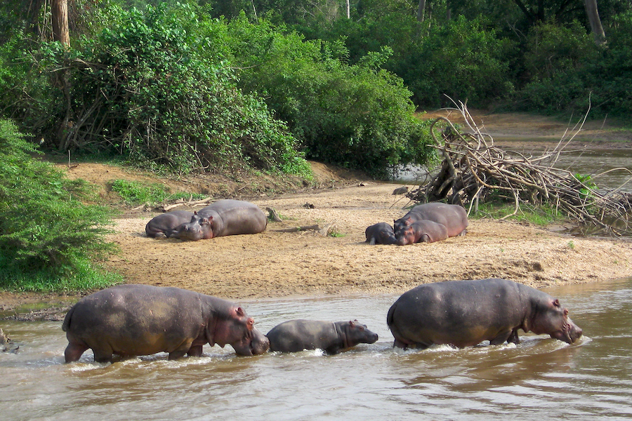 Nilpferde im Ishasha National Park