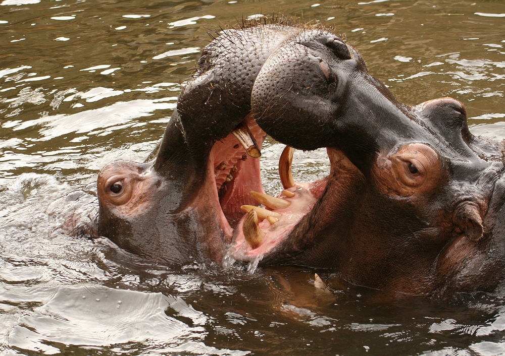 Nilpferde im Kölner Zoo (3).