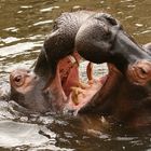 Nilpferde im Kölner Zoo (3).