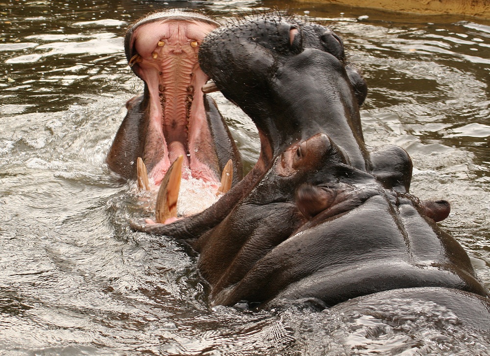 Nilpferde im Kölner Zoo (4)