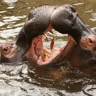 Nilpferde im Kölner Zoo