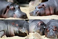 Nilpferde im Kölner Zoo beim Mittagsschlaf (2)