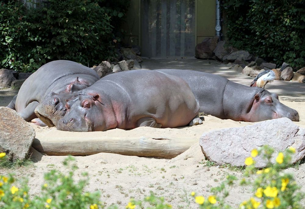 Nilpferde im Kölner Zoo beim Mittagsschlaf