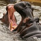 Nilpferde im Kölner Zoo