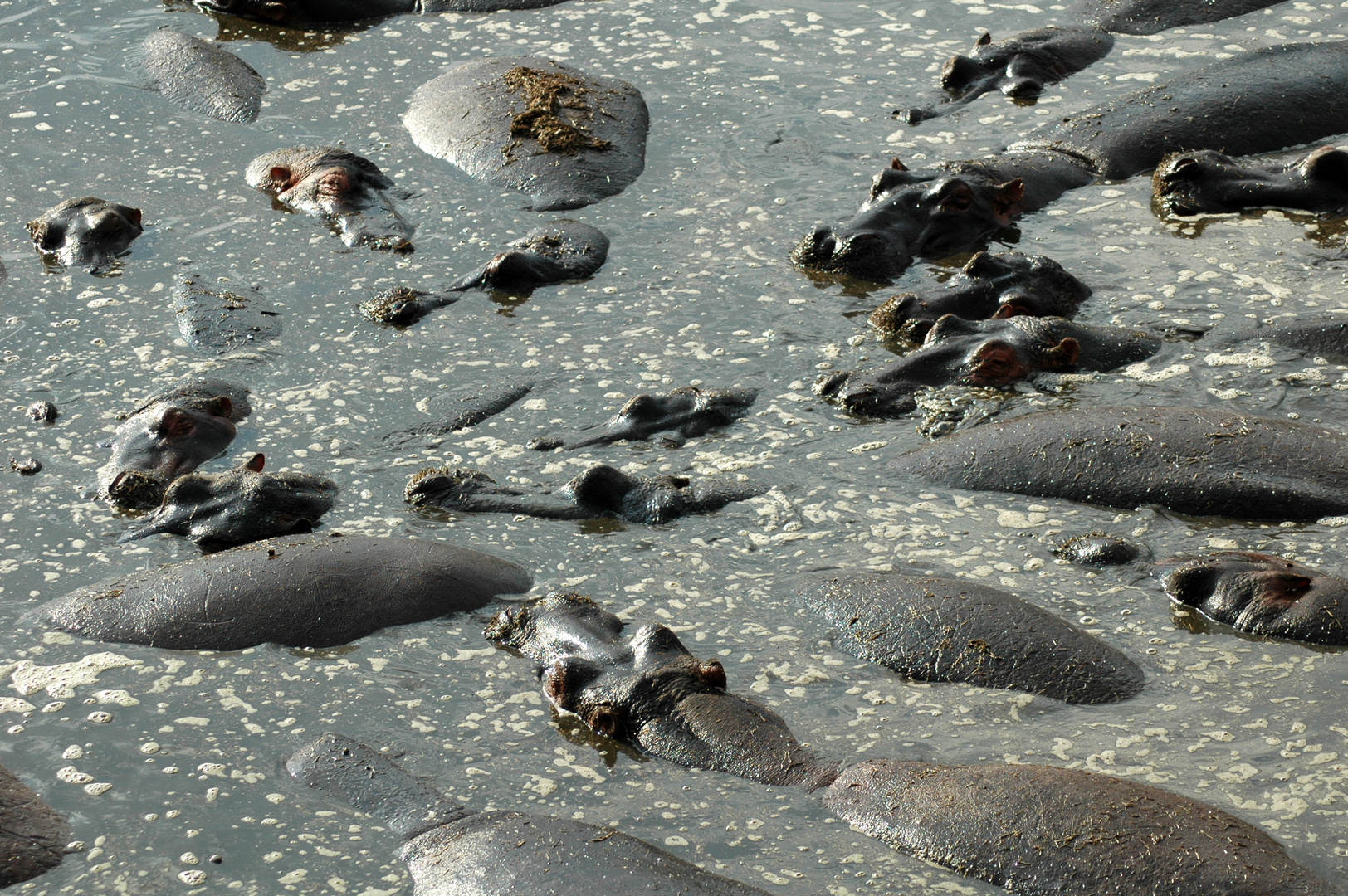 Nilpferde im Wasserloch