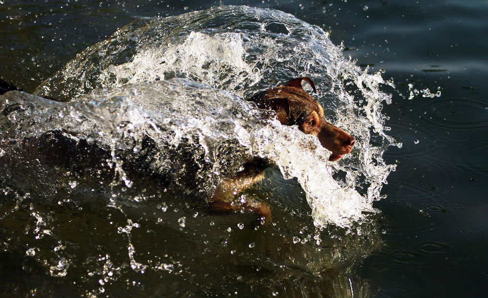 Nils die Wasserratte :-)