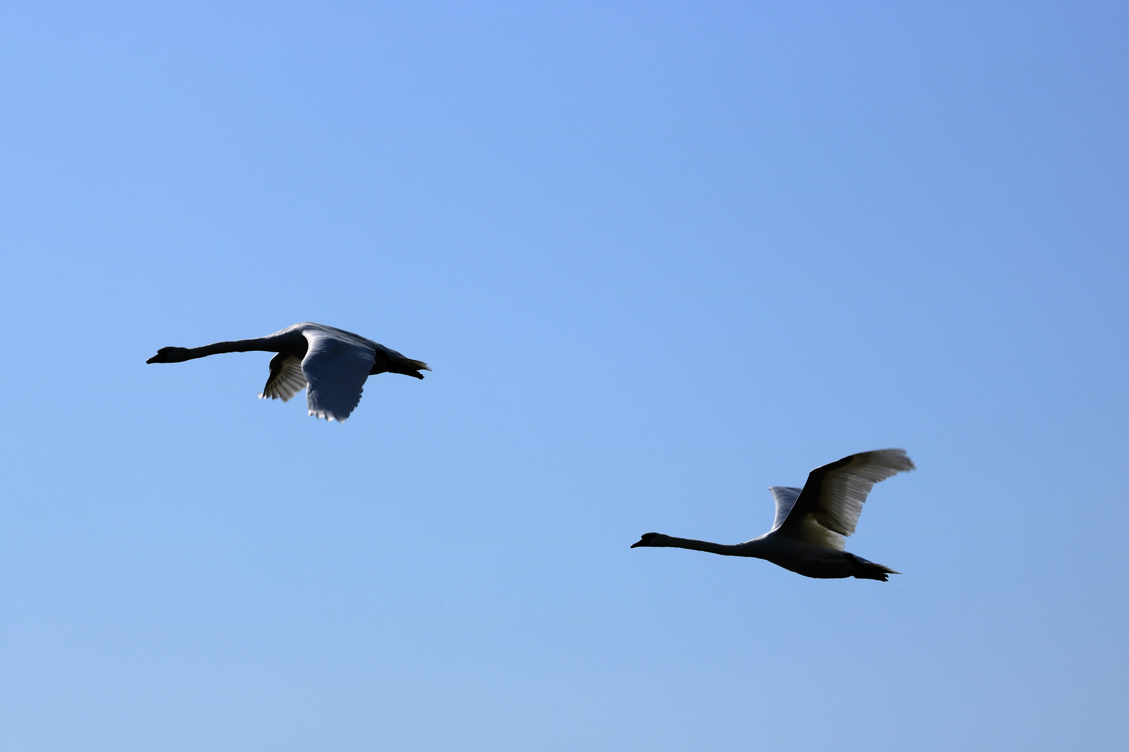 Nils Holgersson fliegt mit den Gänsen davon