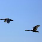 Nils Holgersson fliegt mit den Gänsen davon