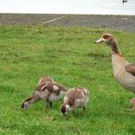 Nilsgänse auf Irrwegen