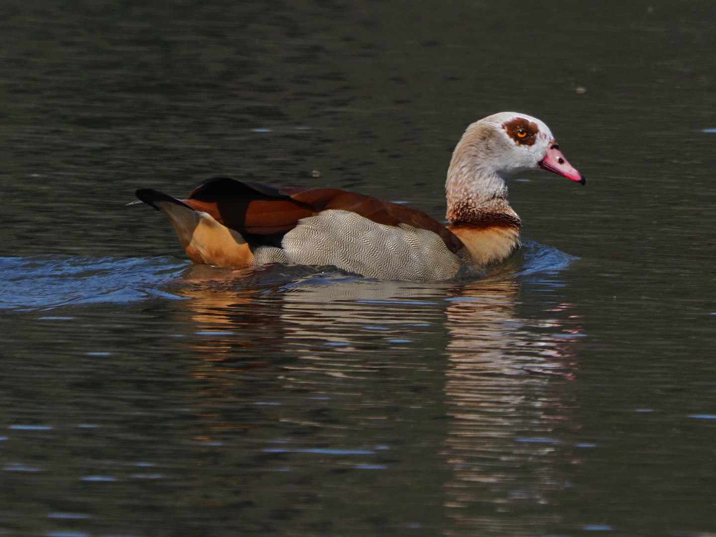 Nilvogel am Rhein