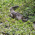 Nilwaran (Varanus niloticus)