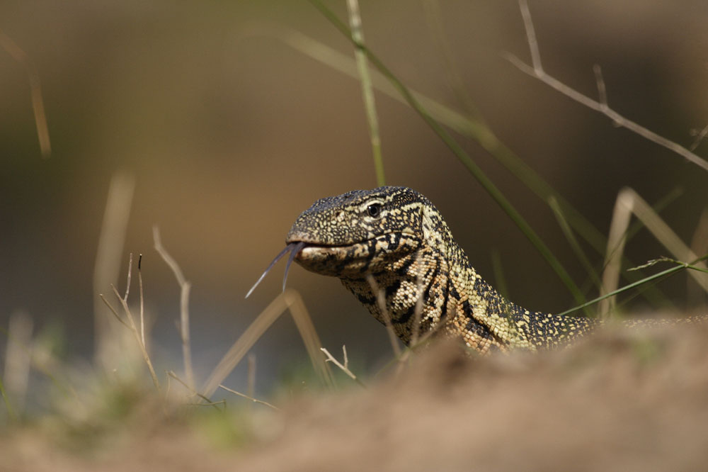 Nilwaran (Varanus niloticus) What are you?