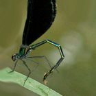 Nimble Damselfly