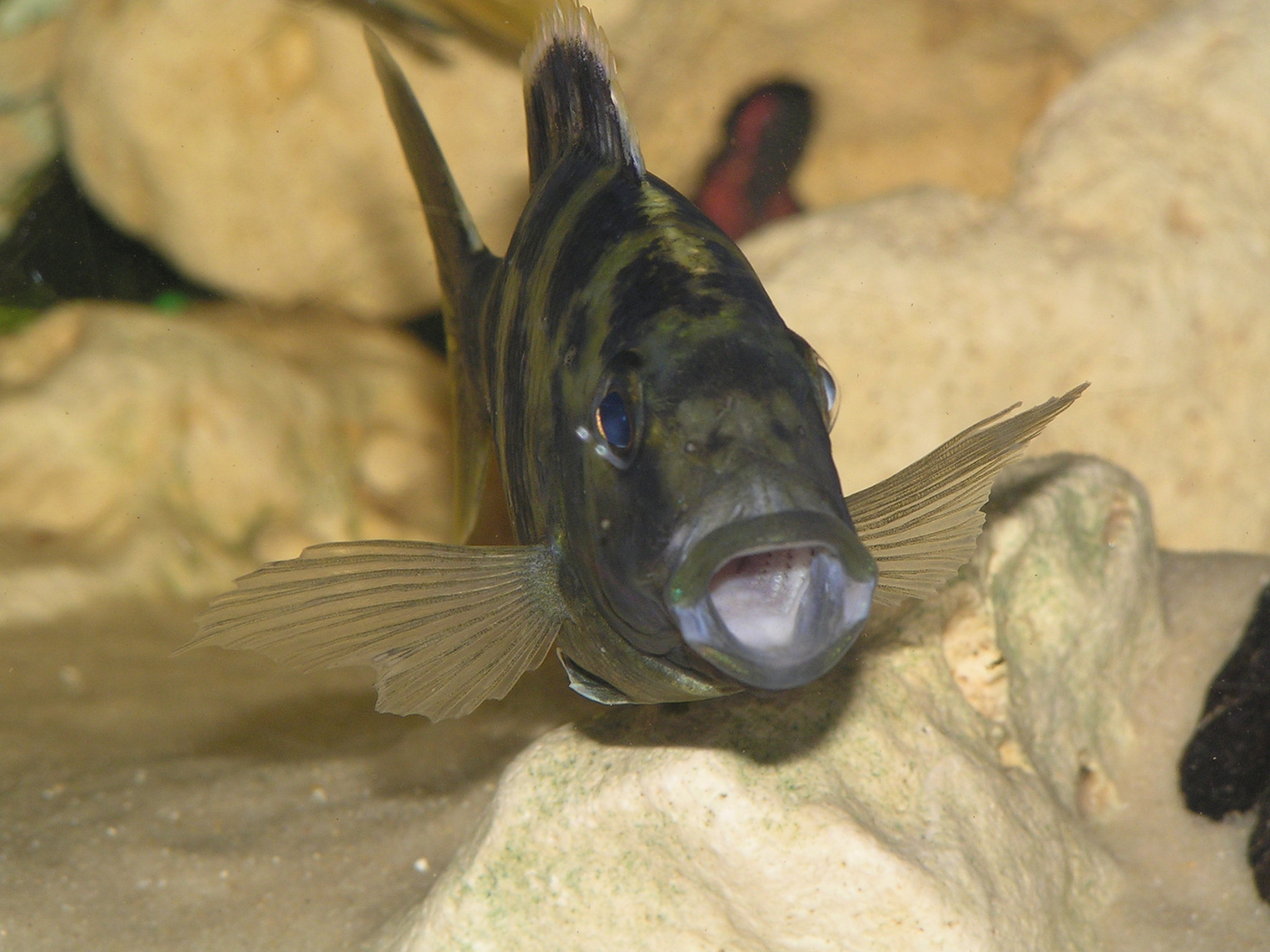 Nimbochromis Vénustus femelle !