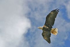 Nimm 2 und Naschen ist gesund! Bald Eagle mit Fast Food aus "Dive In"