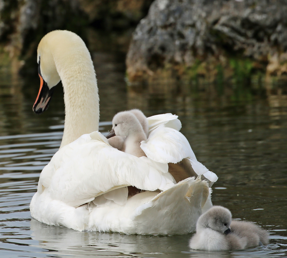 Nimm uns mit, Mama, auf die Reise