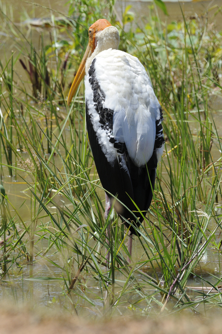 Nimmersatt Foto & Bild | natur, tiere, reiher Bilder auf fotocommunity