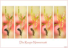 "NIMMERSATT"