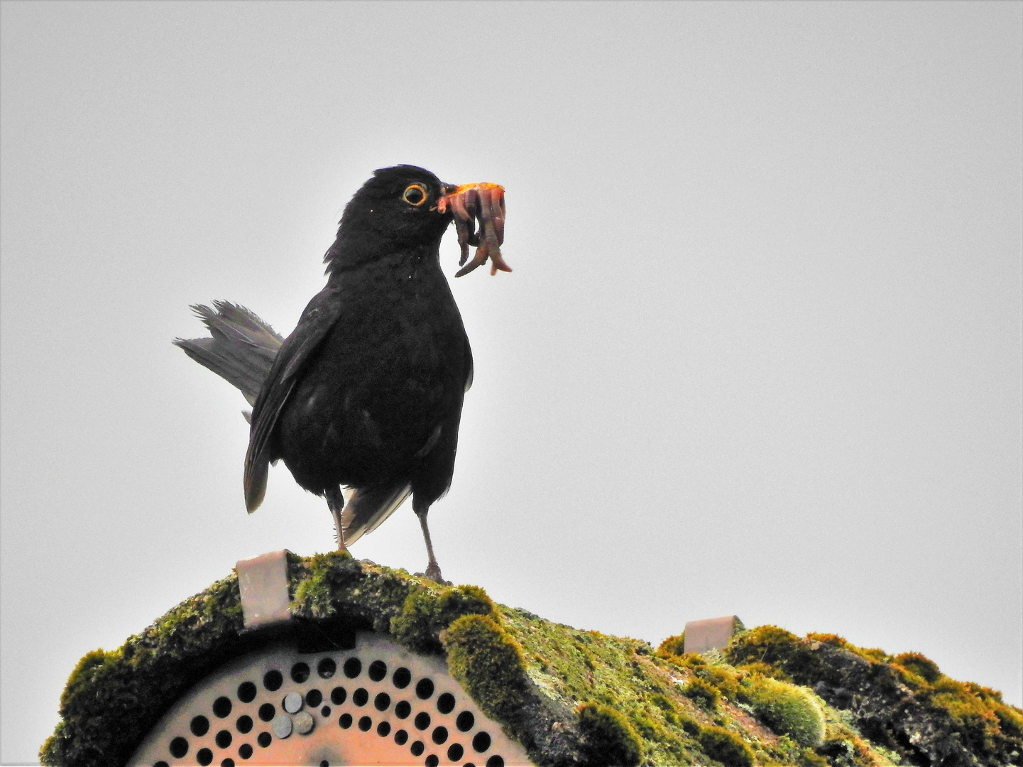 Nimmersatt-Amsel 