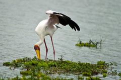 Nimmersatt beim Fischen, Selous-NP, Lake Mziziwa