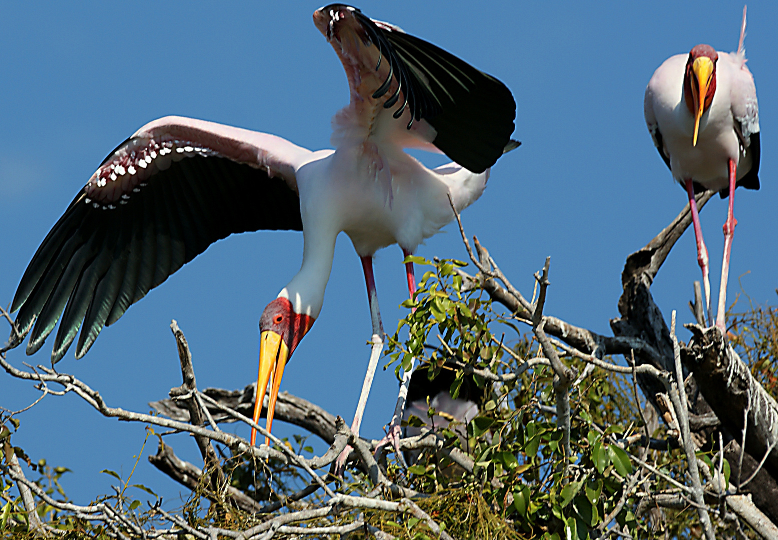 Nimmersatt beim Nestbau auf dem Chobe