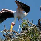 Nimmersatt beim Nestbau auf dem Chobe