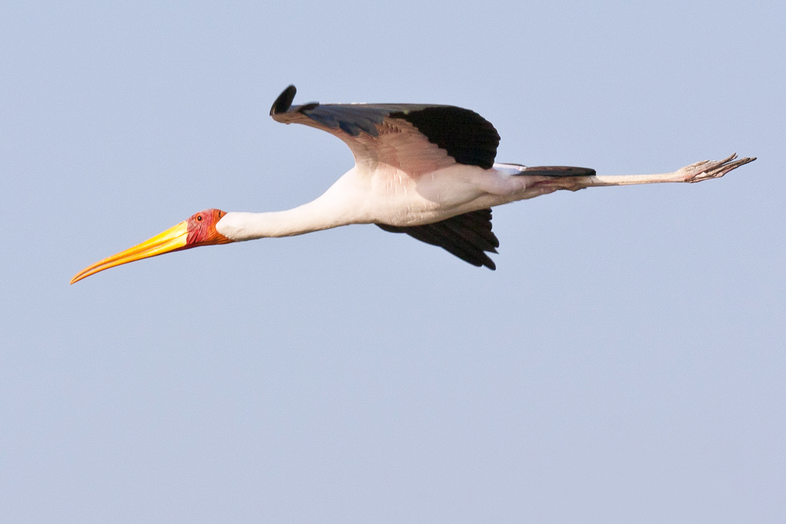 Nimmersatt im Flug