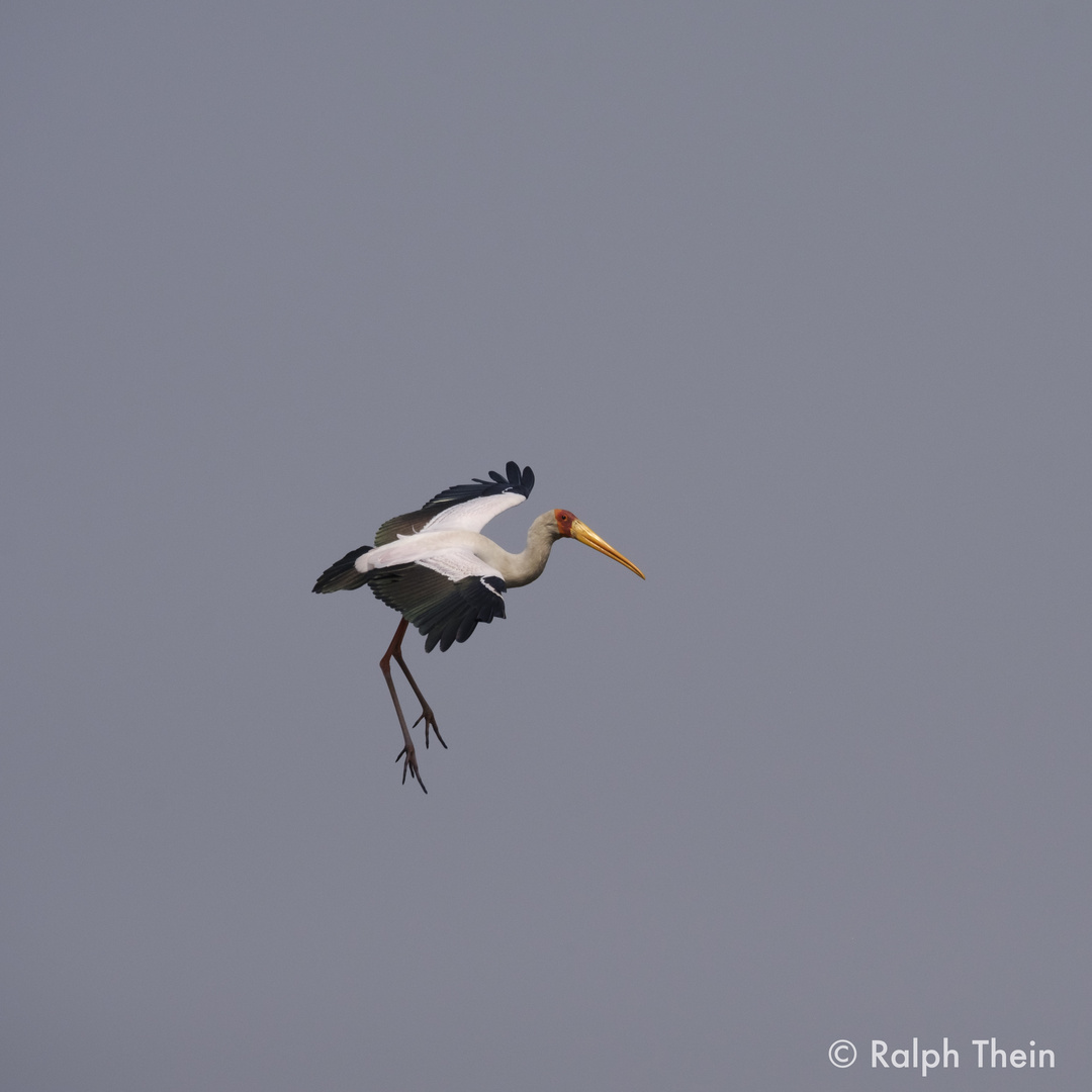 Nimmersatt im Landeanflug