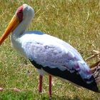 Nimmersatt im Ngorongoro-krater