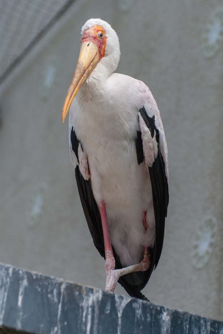 Nimmersatt im Zoo Köln