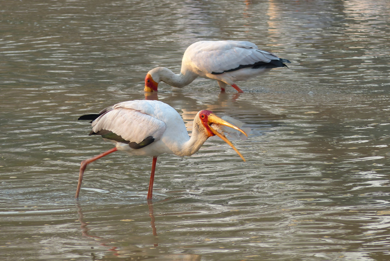 Nimmersatt - Mana Pools