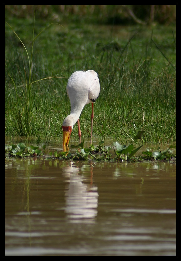 Nimmersatt, Murchison Falls NP, Uganda