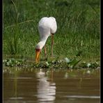 Nimmersatt, Murchison Falls NP, Uganda