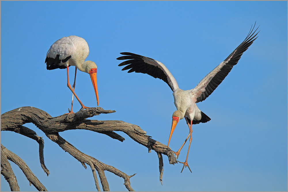 Nimmersatt (Mycteria ibis)